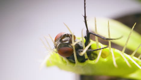 venus planta atrapamoscas con mosca doméstica atrapada