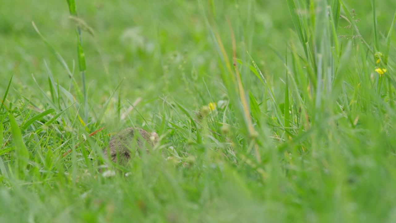 A hamster moves through tall grass, foraging for food. The setting is an outdoor area with green vegetation. The activity shows the animal's curiosity and natural behavior