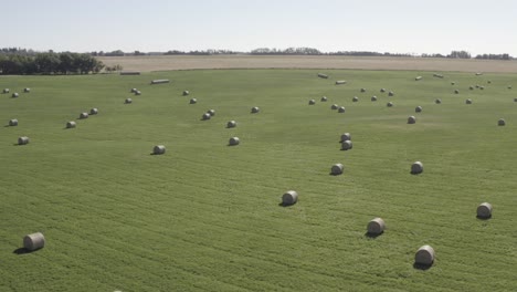 Panoramaflug-Aus-Der-Luft-über-Kreisförmige-Heuballen,-Die-Symmetrisch-über-Ackerland-Angeordnet-Sind,-Grünes-Grasland,-Getrennt-Durch-Kleine-Wälder,-An-Einem-Sonnigen-Nachmittag,-Klarer-Himmel-1-2