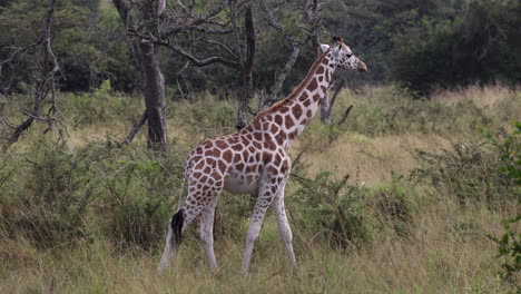 a giraffe walks slowly across the grasslands of africa