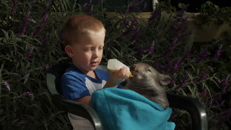 small child feeding a joey hairy nose wombat