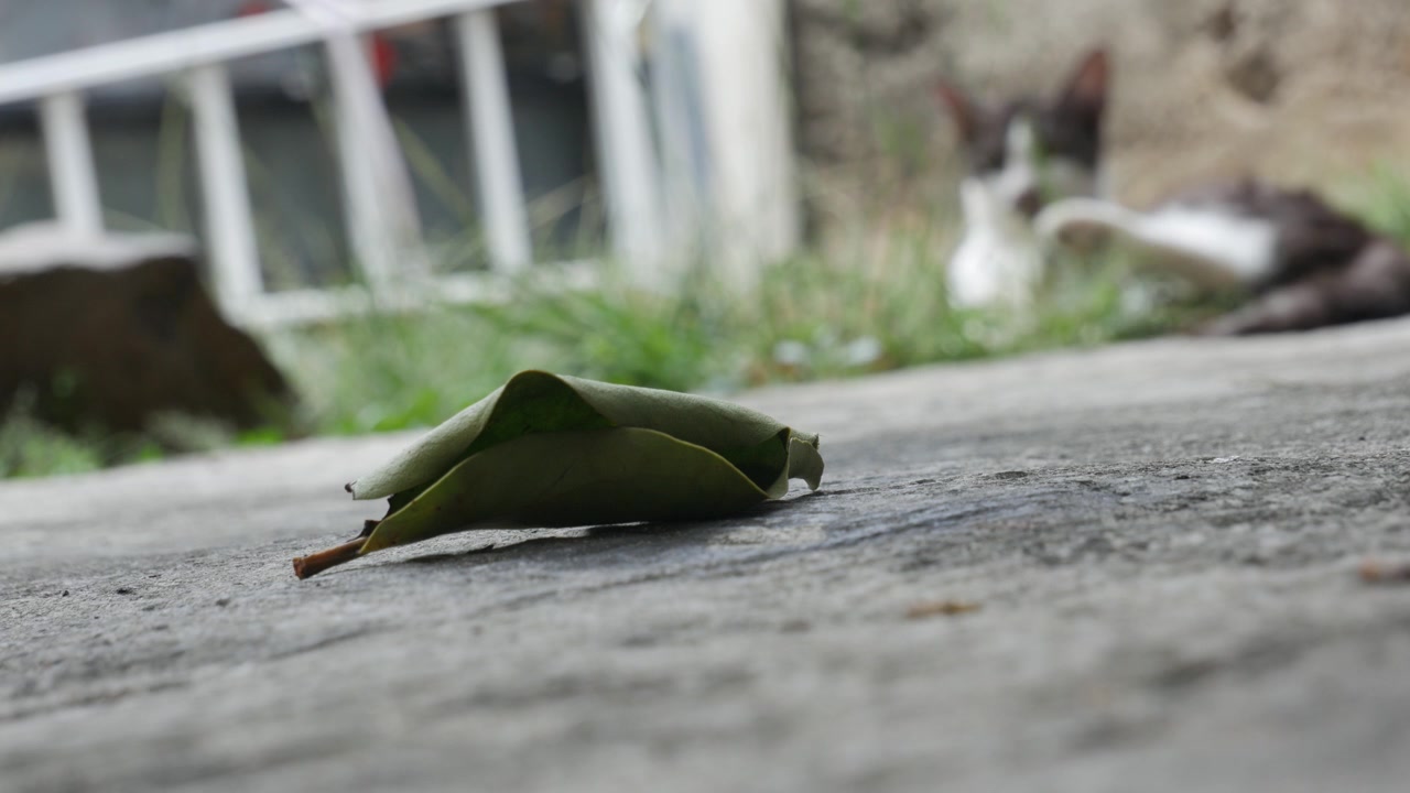 Fallen Green Leaf on Concrete with a Resting Cat Blurred in the Background