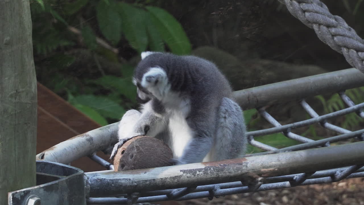 lémur de cola anillada en peligro de extinción sentado y jugando en la cáscara de coco
