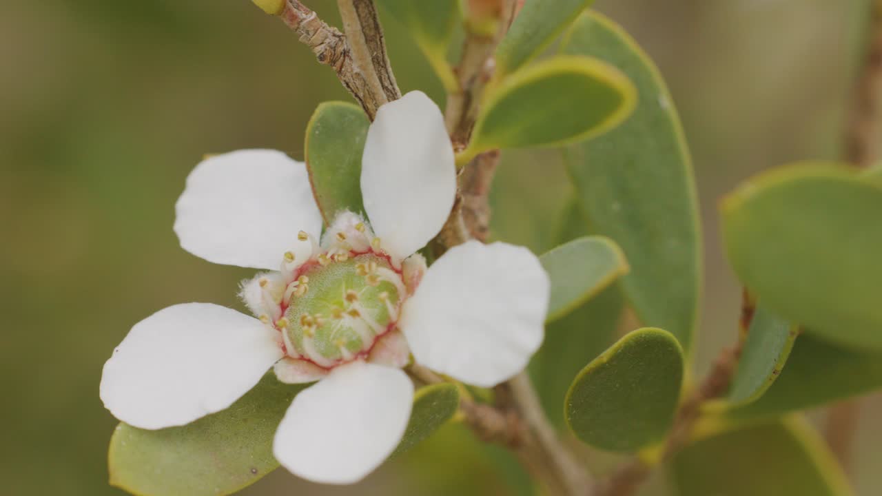 Macro view slowly pans across Leptospermum laevigatum flower, soft daylight, shallow depth of field