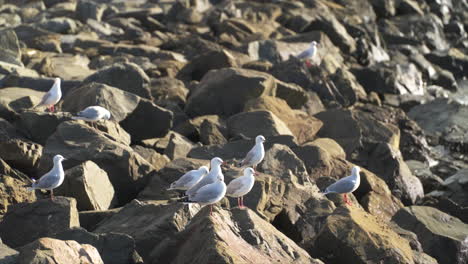 seagulls on rock seawall, new zealand