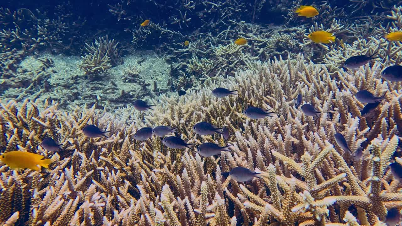 Svømmende POV-kamera beveger seg fremover mot en stim av Ternate Chromis (Chromis ternatensis) og sitron-damsell (Pomacentrus moluccensis) som søker tilflukt i den tette kolonien av hjortekoral. Dauin, Filippinene
