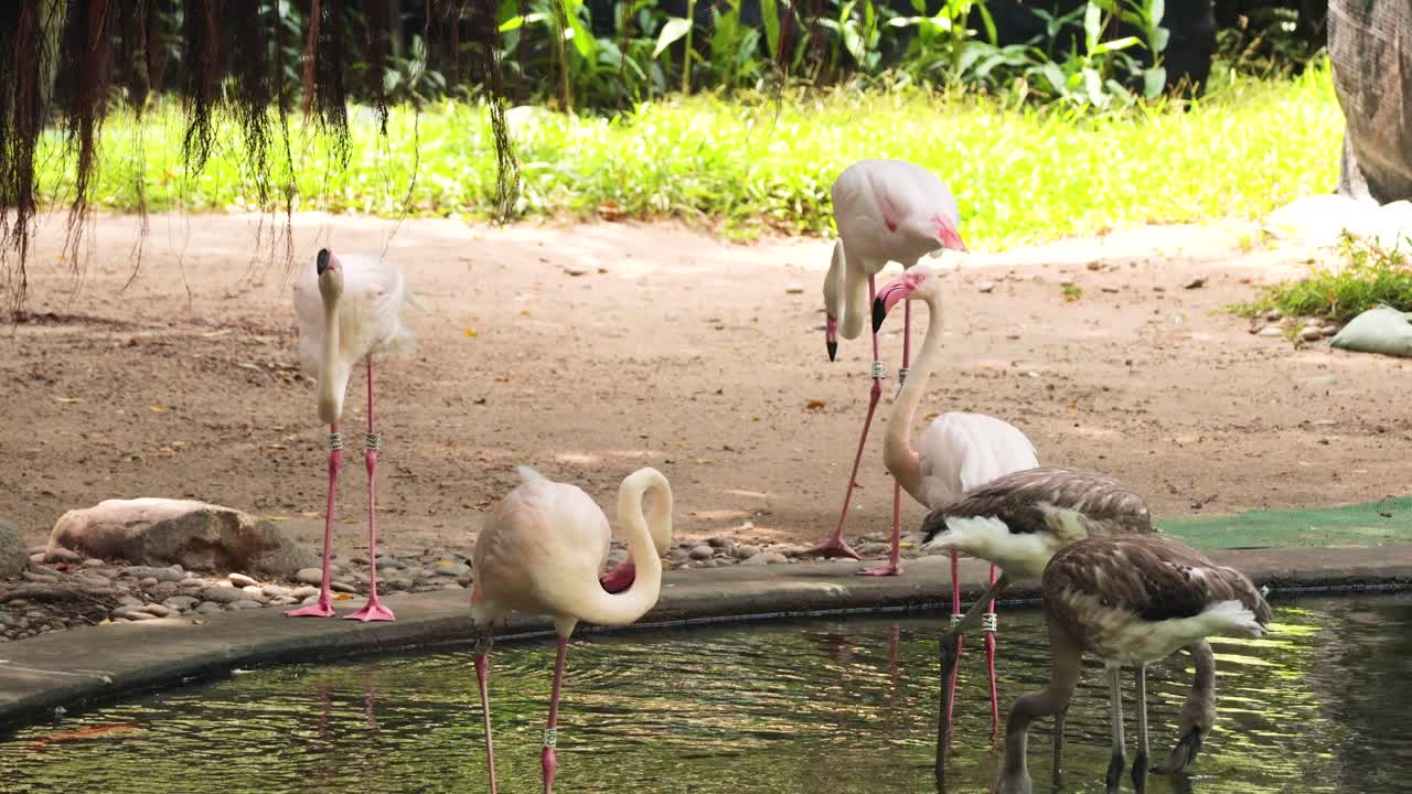 플라밍고 들 이 연못 근처 에서 상호 작용 하고 먹이 를 먹는다