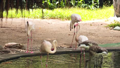 los flamencos interactúan y se alimentan junto a un estanque