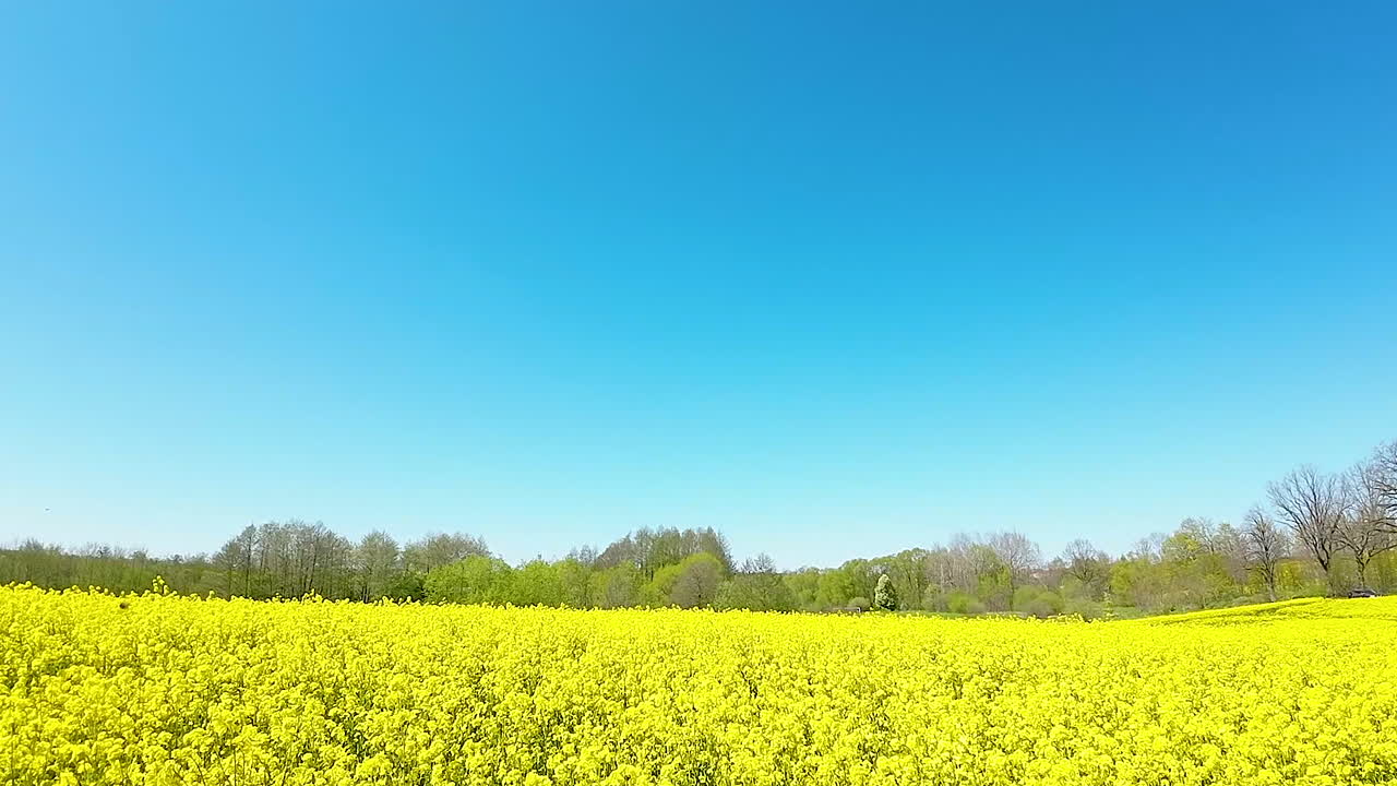 꽃을 피우는 노란 라프 위에서 낮은 느린 비행