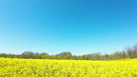 a low slow flight over the blooming yellow rape