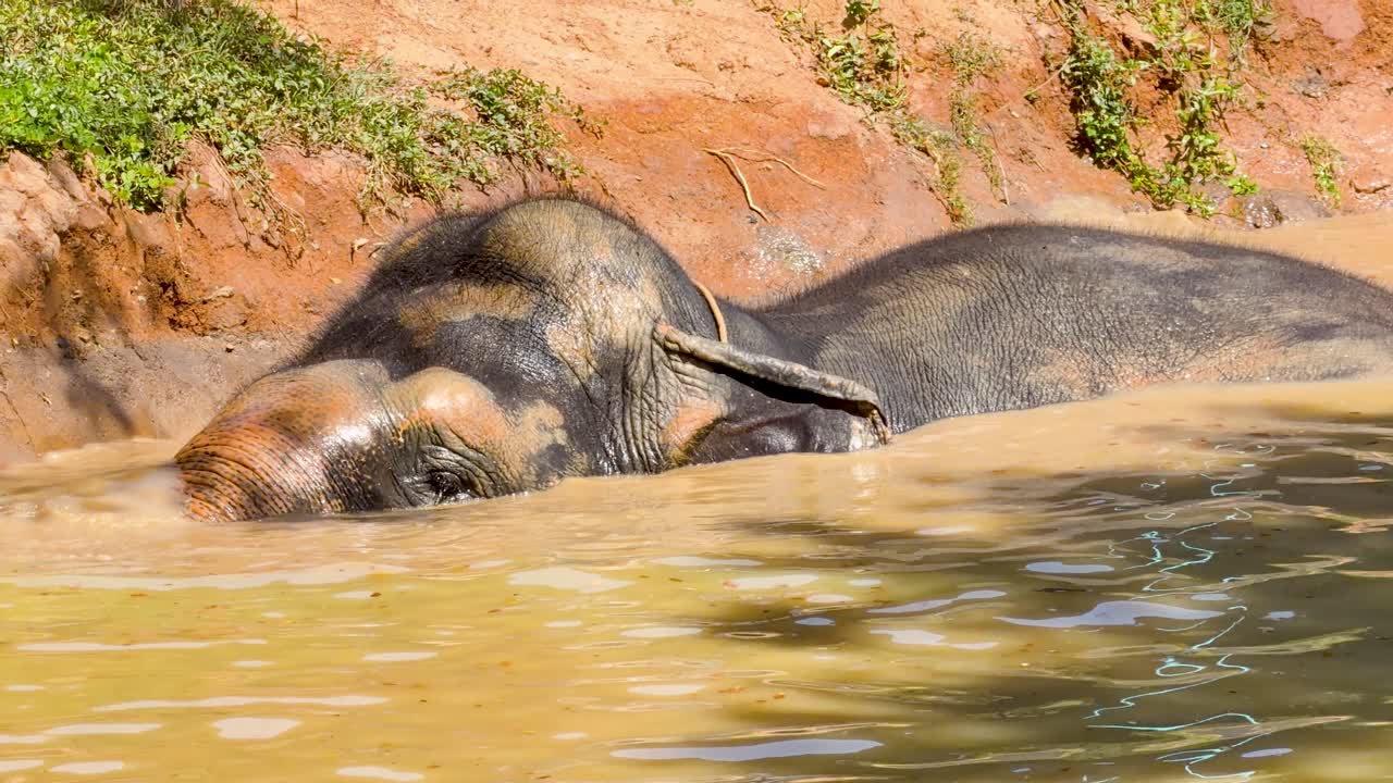 En asiatisk elefant slapper af i mudret flodvand under skarpt sollys ved et thailandsk reservat