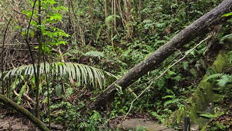 A-serene-nature-trail-through-a-lush-forest-is-blocked-by-a-fallen-tree