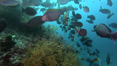 school of fishes on a vibrant coral reef in komodo, indonesia