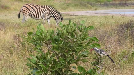 Cebra-Capturada-En-La-Naturaleza-En-Video-Mientras-Come-Pasto-Al-Aire-Libre-De-África-Mientras-Un-Pájaro-Está-En-Primer-Plano-En-Algunas-Ramas-De-Una-Planta