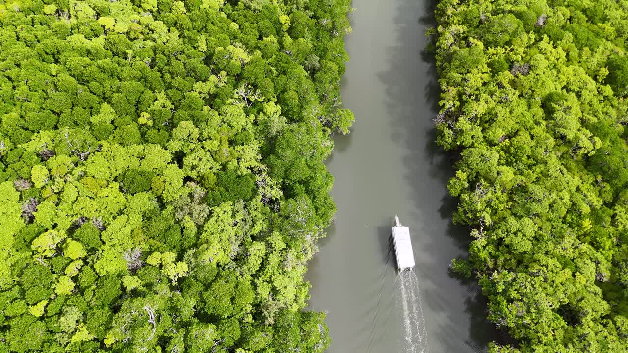 Aerial view of a boat cruising through a dense mangrove river, showcasing vibrant greenery and serene waterway