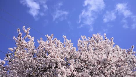 Kirschbaumblüte-Weht-Im-Wind