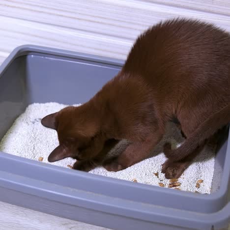 burmese kitten on white floor plays in tray with sand. brown curious kitten. funny domestic animal