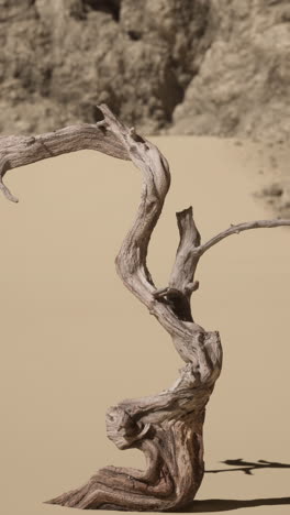 dead tree in desert