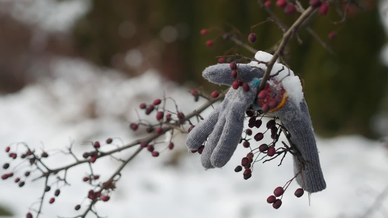 겨울날 나뭇가지에 잊혀진 겨울 장갑