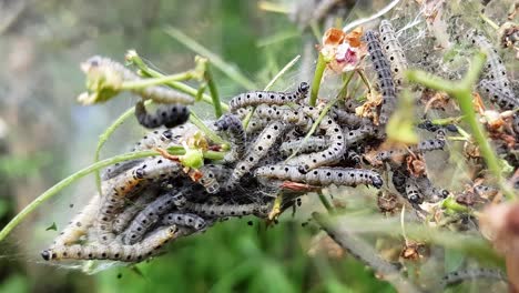 cluster of ermine moth caterpillars, yponomeutidae, during the feeding stage, in the uk