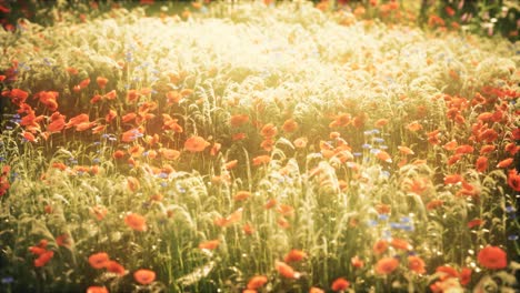wild field flowers at summer sunset