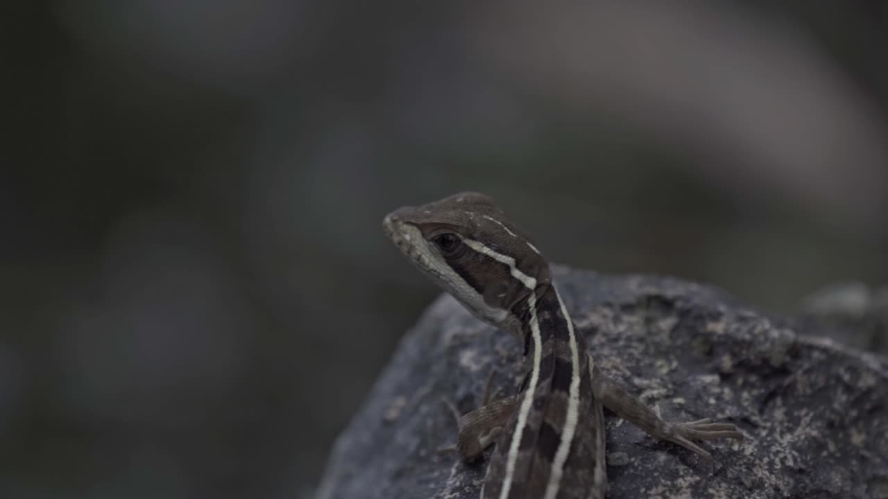 A small, slender lizard is captured in a close-up, clinging to the rough surface of a rock near a cenote in the Tulum, Mexico
