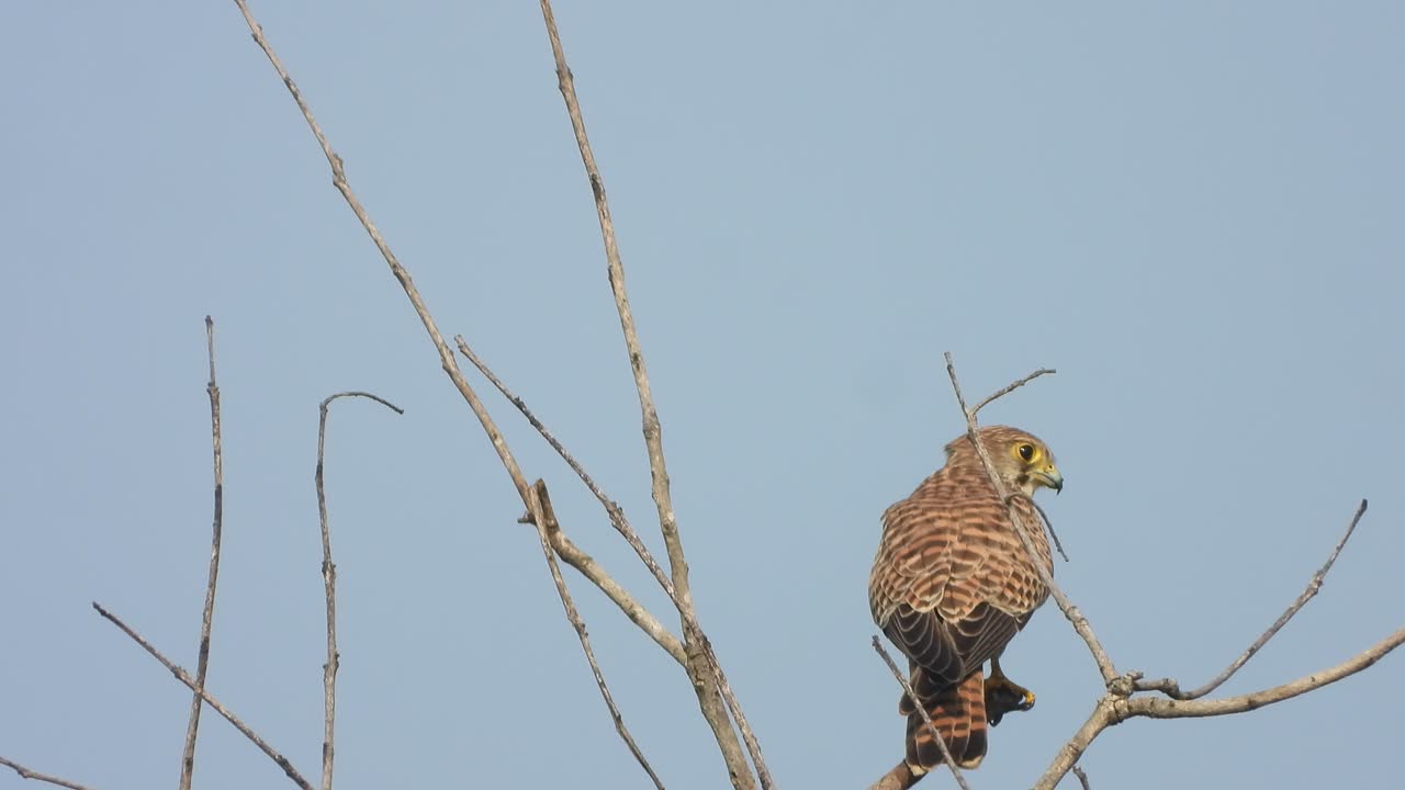 Cooper's hawk eagle bird in tree