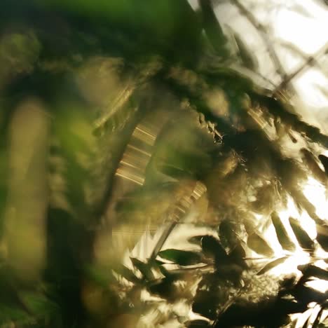 sol bajo el árbol