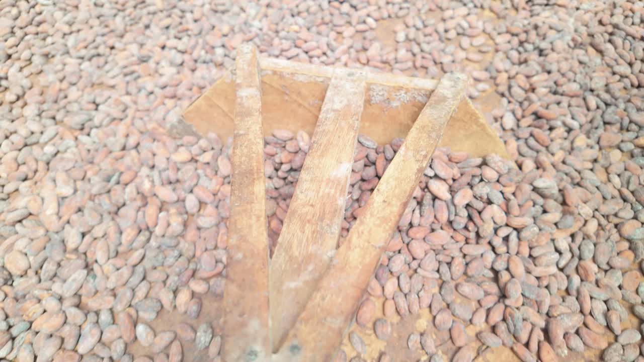 Point of view of drying cacao beans with a wooden rake in a sunny outdoor setting