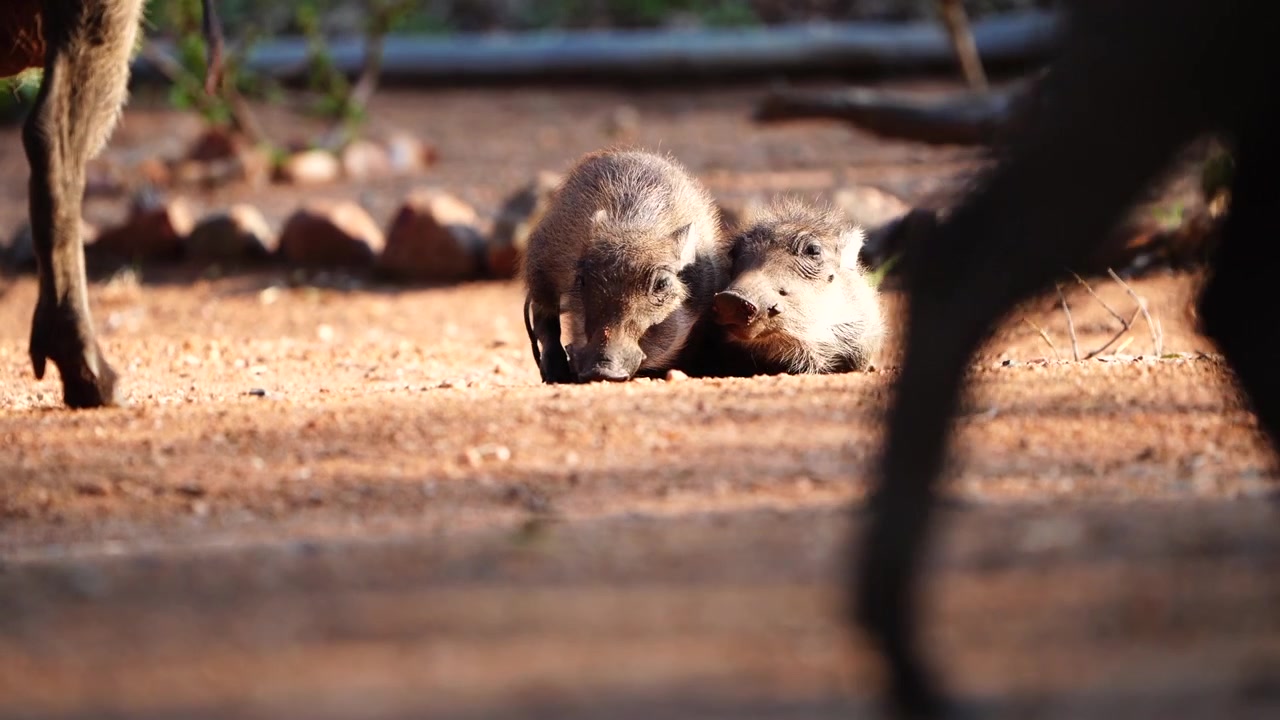 Plano medio en ángulo bajo de dos pequeños jabatos acurrucándose bajo el sol de la mañana con los adultos alimentándose a su alrededor, Gran Kruger.