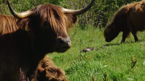 highland cattle is on meadow