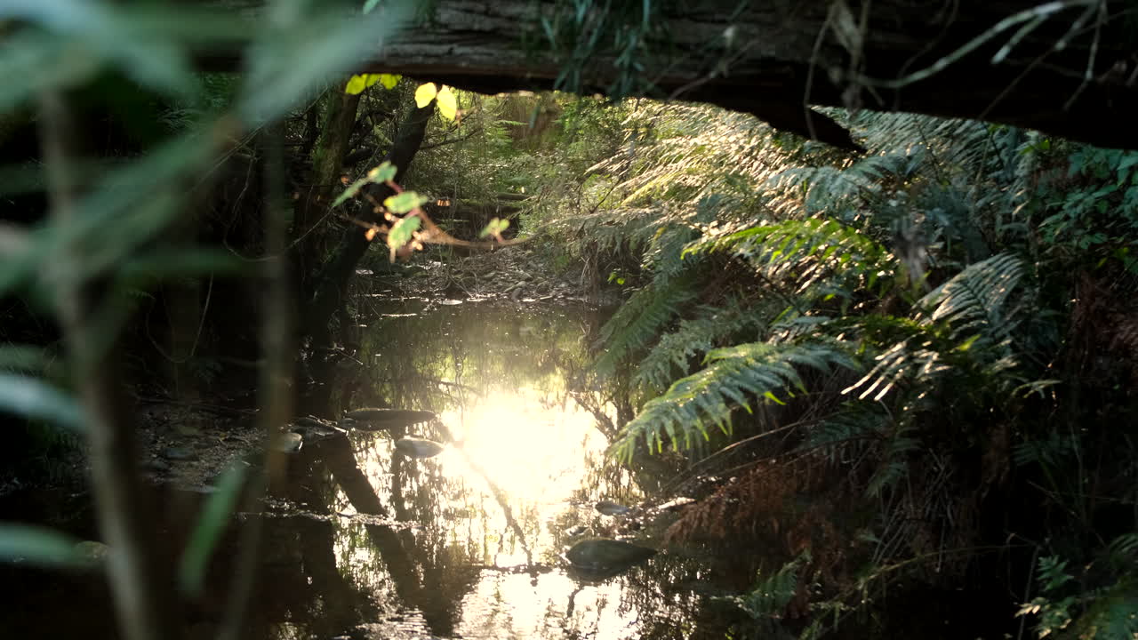 Peaceful riser view at sunset over forest stream surrounded by lush vegetation