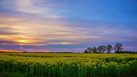 captivating view of fully bloomed flowers and dramatic sky during sunset