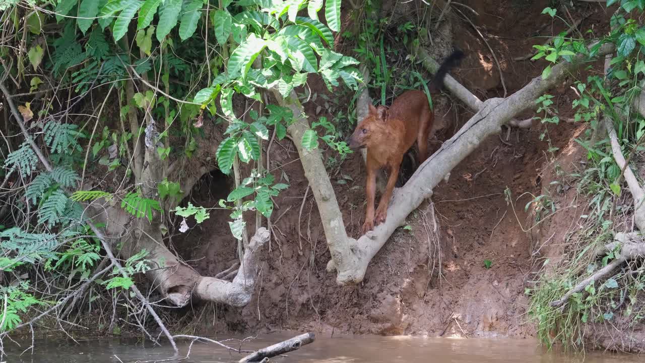 visto en un árbol caído mirando hacia abajo y alrededor mientras la cámara se inclina hacia arriba