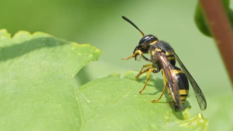 black wasp perched on green leaves