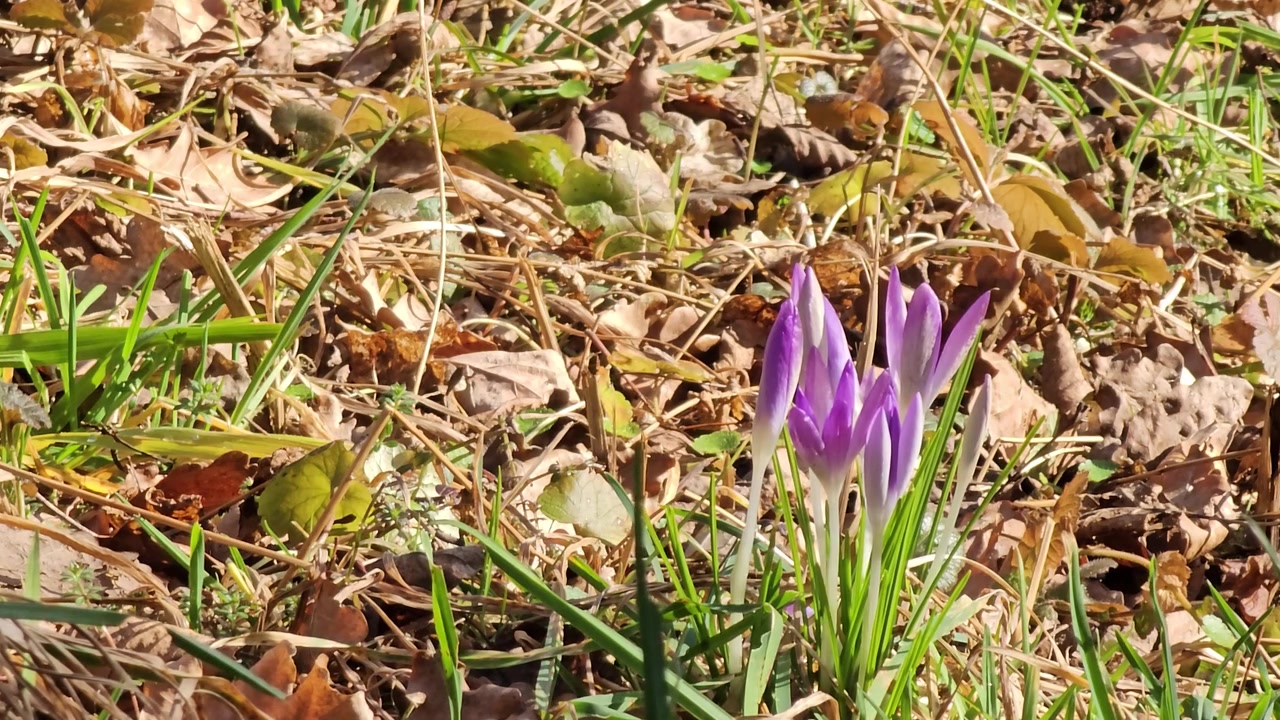 Bunga crocus pertama musim ini menembus daun-daun musim gugur yang kering pada hari yang cerah di hutan.