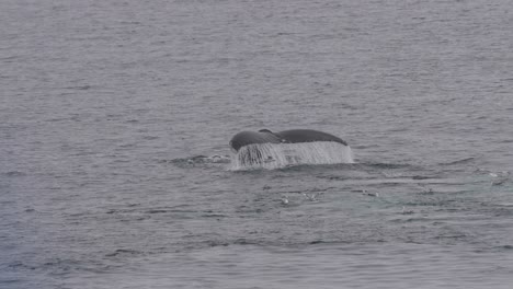 Birds-Flying-Above-Humpback-Whale-While-Swimming-Near-Coast-of-Antarctica,-Slow-Motion