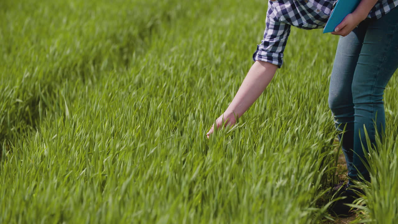 Female farmer examines stalks of young wheat