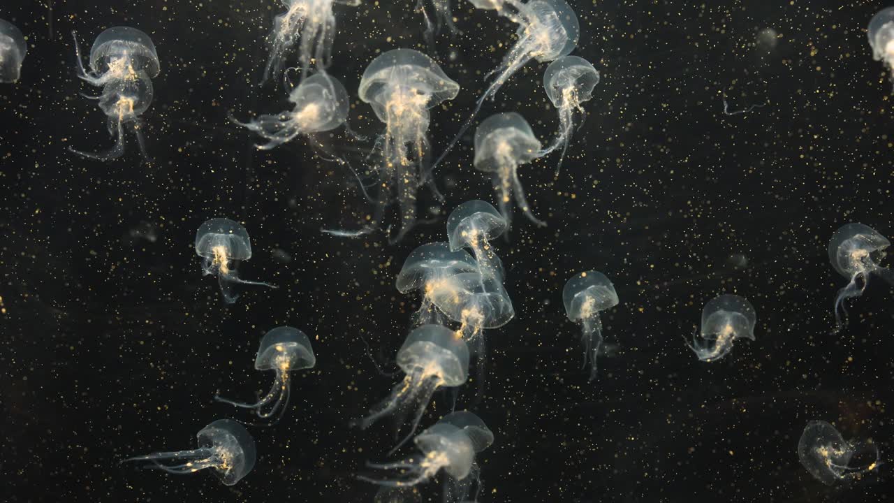 Jellyfish gracefully move in a dark aquarium