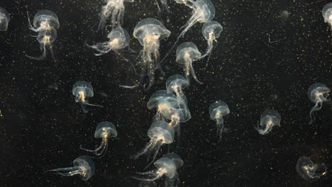 jellyfish gracefully move in a dark aquarium