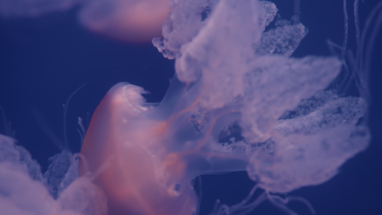 крупный план медузы