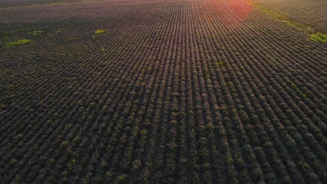 campo de lavanda al atardecer - vista aérea