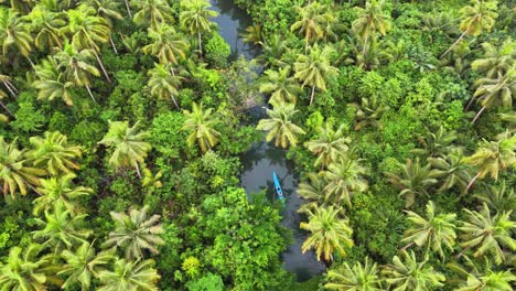 boat travels down narrow maasin river in siargao, philippines, with vibrant green coconut palm trees and dense tropical foliage surrounding the tranquil water, high aerial top down shot