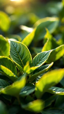 primer plano de hojas verdes vibrantes