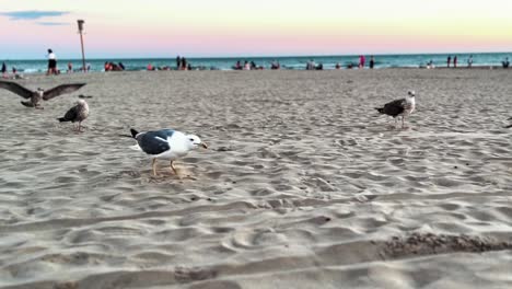 alot of sea bird fighting to take the food on the beach