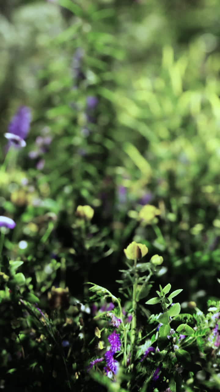 primer plano de flores púrpuras y amarillas en un prado