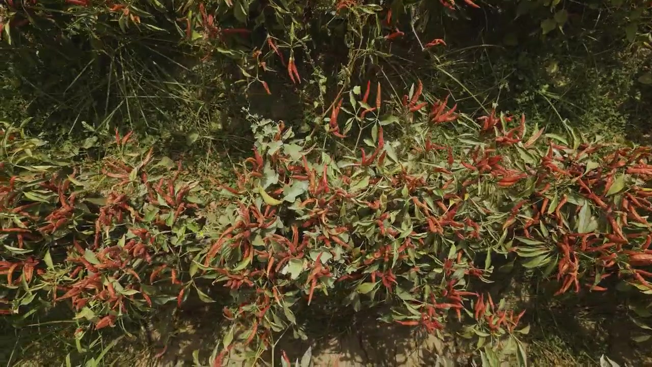 Une vue rapprochée cinématographique à couper le souffle capturant des grappes de piments rouges vifs et brillants suspendus lourdement à leurs tiges naturelles, nichés parmi un feuillage vert luxuriant sous un soleil filtré