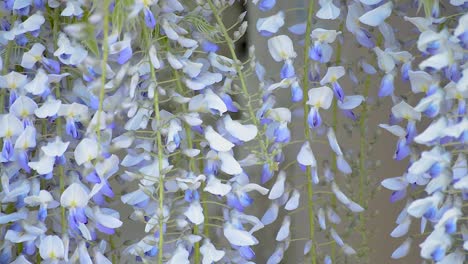 wunderschöne lila glyzinienblüten bewegen sich in einer sanften brise, während sie von einer riesigen schwarzen zimmermannsbiene bestäubt werden