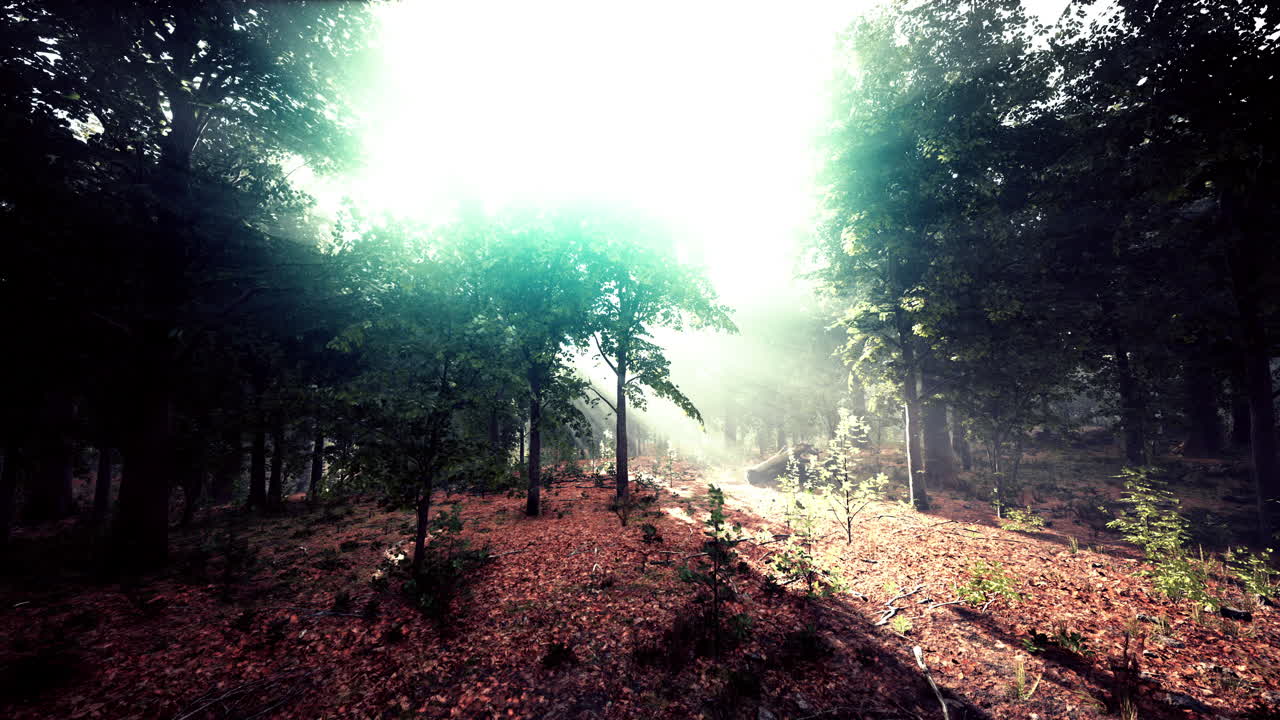 la luz que brilla en la naturaleza
