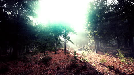 la luz que brilla en la naturaleza